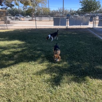 Dog Fancier's Park photo 1